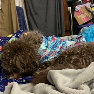 Meet your Posher, Debbie